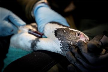 DENMARK ZOO BIRD FLU VACCINE