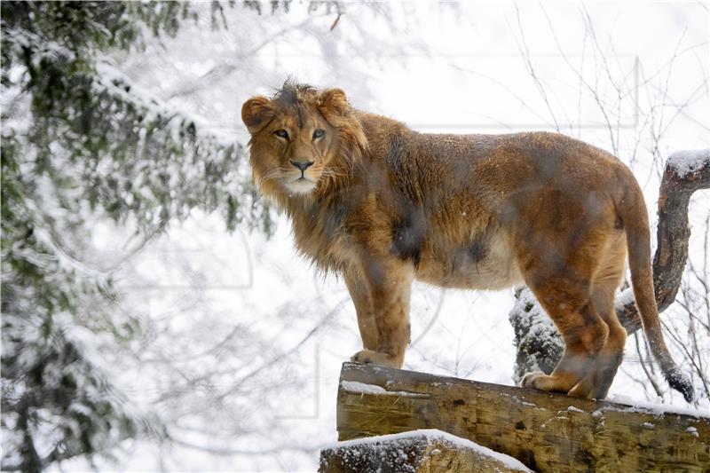 SWITZERLAND ZOO WINTER