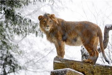 SWITZERLAND ZOO WINTER