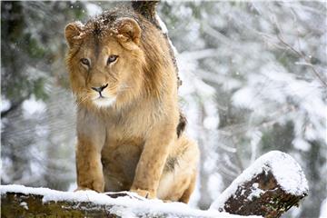 SWITZERLAND ZOO WINTER