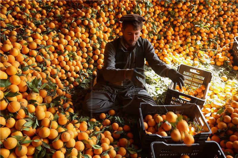 AFGHANISTAN AGRICULTURE ORANGES