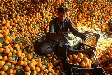 AFGHANISTAN AGRICULTURE ORANGES