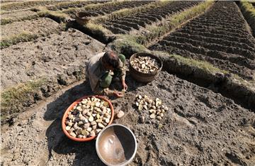 INDIA AGRICULTURE