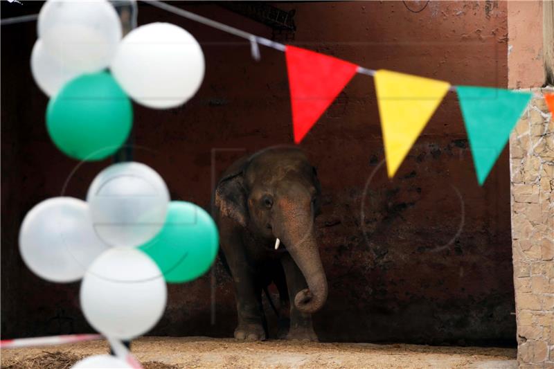 PAKISTAN ANIMALS ELEPHANT