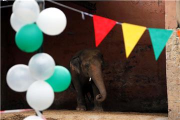 PAKISTAN ANIMALS ELEPHANT