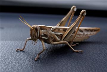 YEMEN LOCUST