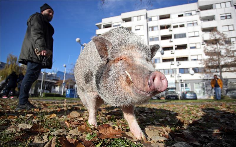 Američka trbušasta svinja "Kosher Bacon" u šetnji kraj NSK