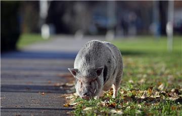 Američka trbušasta svinja "Kosher Bacon" u šetnji kraj NSK