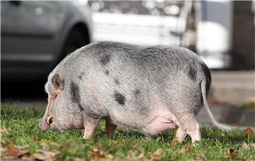 Američka trbušasta svinja "Kosher Bacon" u šetnji kraj NSK