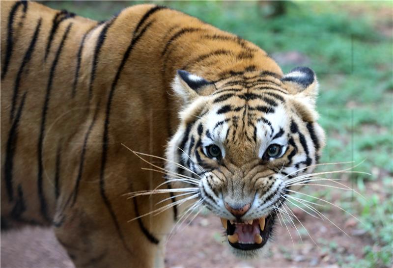 Nepal: Bengalski tigar uočen na visini od čak 3165 metara