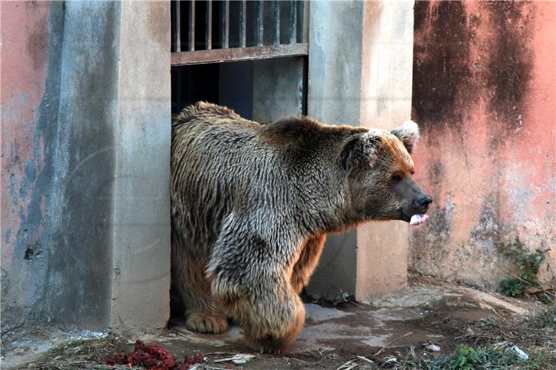 PAKISTAN ANIMALS BEAR