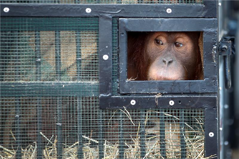 THAILAND ORANGUTAN REPATRIATION