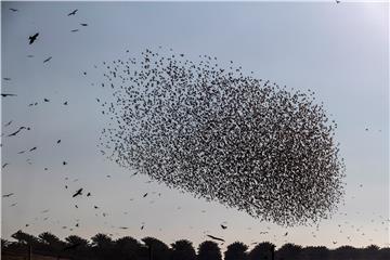 MIDEAST PALESTINIAN ANIMALS BIRDS