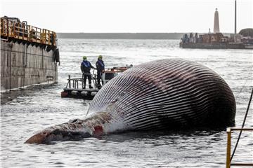 epaselect ITALY DEAD WHALE REMOVAL