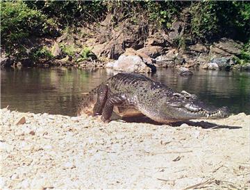 THAILAND WILDLIFE