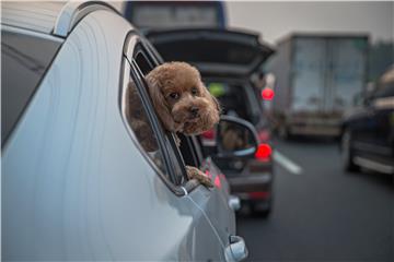 Kako se sigurno voziti u automobilu u doba koronavirusa