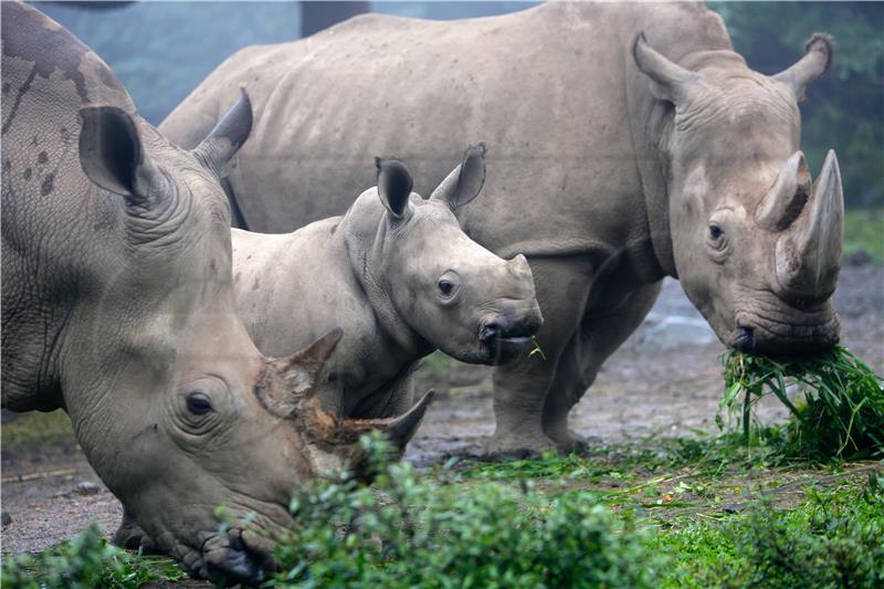 INDONESIA ANIMALS RHINO