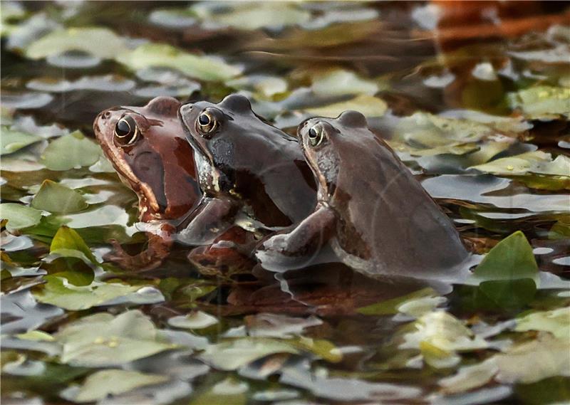 SPAIN NATURE ANIMALS FROGS