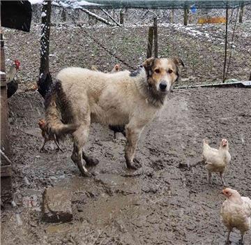 Većina zlostavljanja životinja u ruralnim područjima ostaje neprijavljena