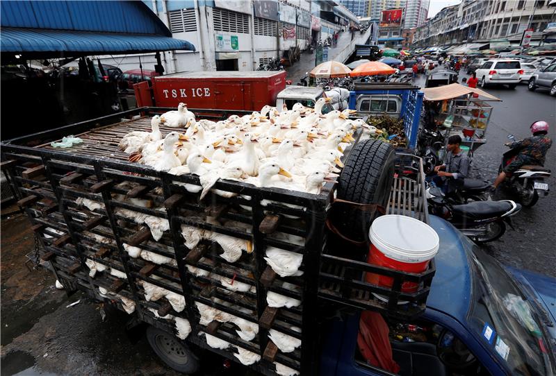 CAMBODIA BIRD FLU