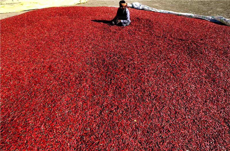 INDIA AGRICULTURE RED CHILLI