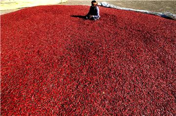 INDIA AGRICULTURE RED CHILLI