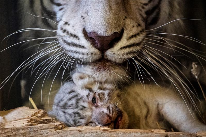 Dva bijela tigrića vjerojatno uginula od covida-19 u pakistanskom zoološkom vrtu