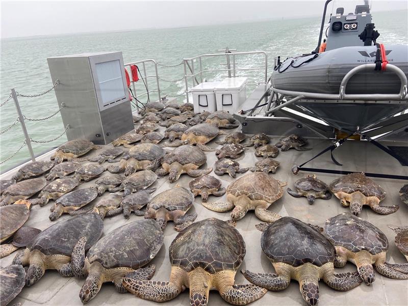 USA CONSERVATION TEXAS TURTLES WINTER STORM WEATHER