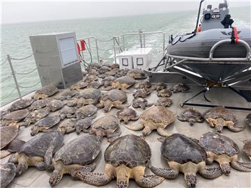 USA CONSERVATION TEXAS TURTLES WINTER STORM WEATHER