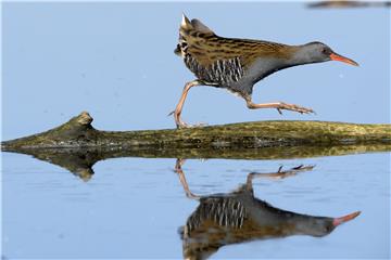 HUNGARY BIRDS