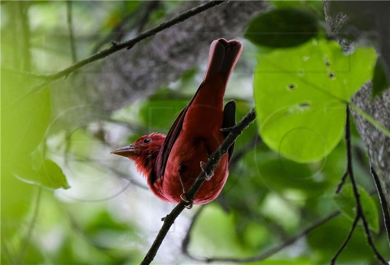 COSTA RICA CONSERVATION