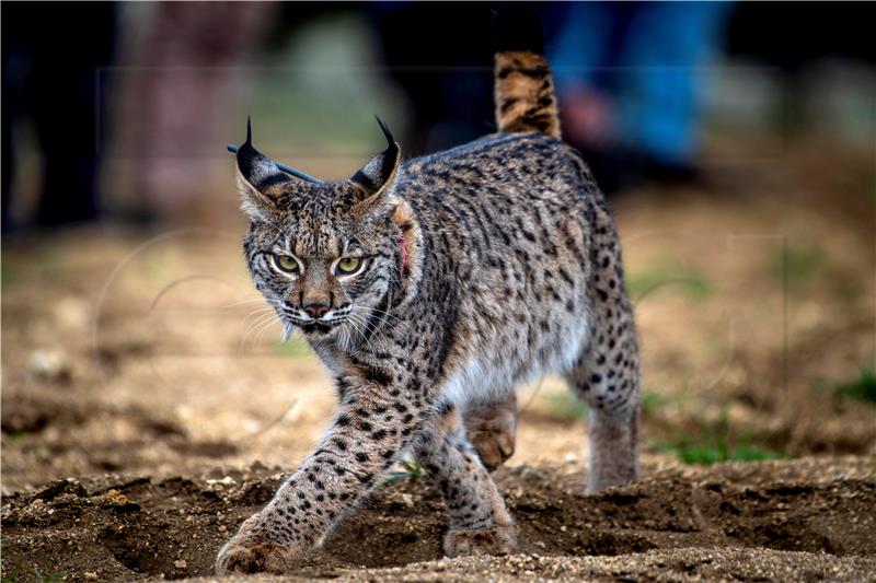 SPAIN NATURE ANIMAL RELEASE