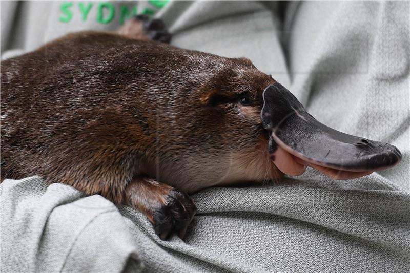 AUSTRALIA ANIMALS PLATYPUS