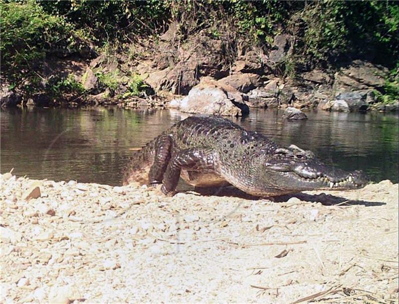 Indonezija: Dječak kojeg je progutao krokodil nije preživio