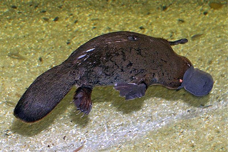 Australci grade prvo utočište za ugrožene čudnovate kljunaše