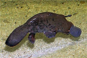 Australci grade prvo utočište za ugrožene čudnovate kljunaše