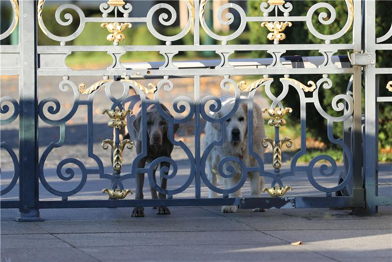 Petition against chaining dogs signed by more than 40,000 people