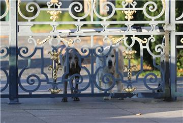 Petition against chaining dogs signed by more than 40,000 people