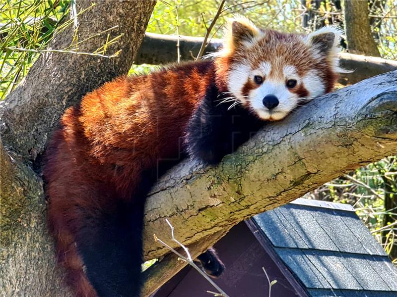 U zagrebačkom Zoološkom vrtu nema životinja zaraženih koronavirusom