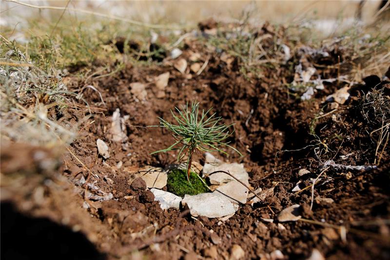 Volunteers from 10 European countries to take part in reforestation drive in Split