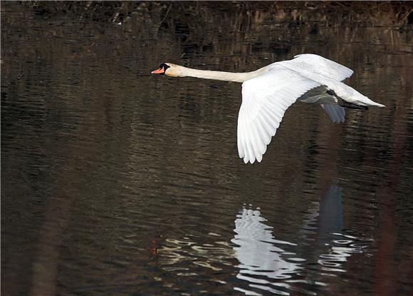 Influenca ptica podtipa H5N8 kod labudova na području Vukovarsko-srijemske županije