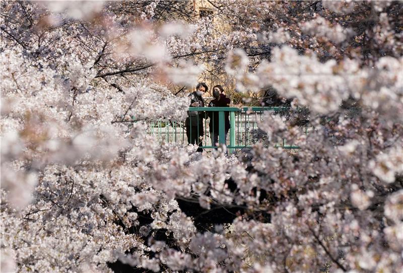 JAPAN WEATHER CHEERRY BLOSSOMS