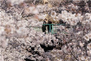 JAPAN WEATHER CHEERRY BLOSSOMS