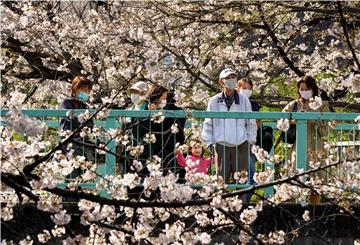 JAPAN WEATHER CHEERRY BLOSSOMS