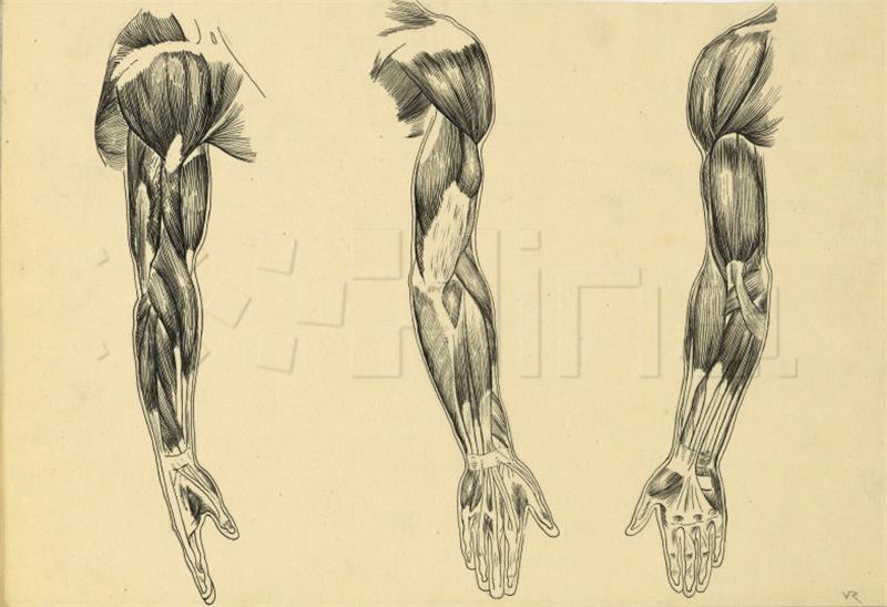 Izložbe o konceptu anatomskog atlasa Rudolfa Valdeca i Bele Csikosa Sesije