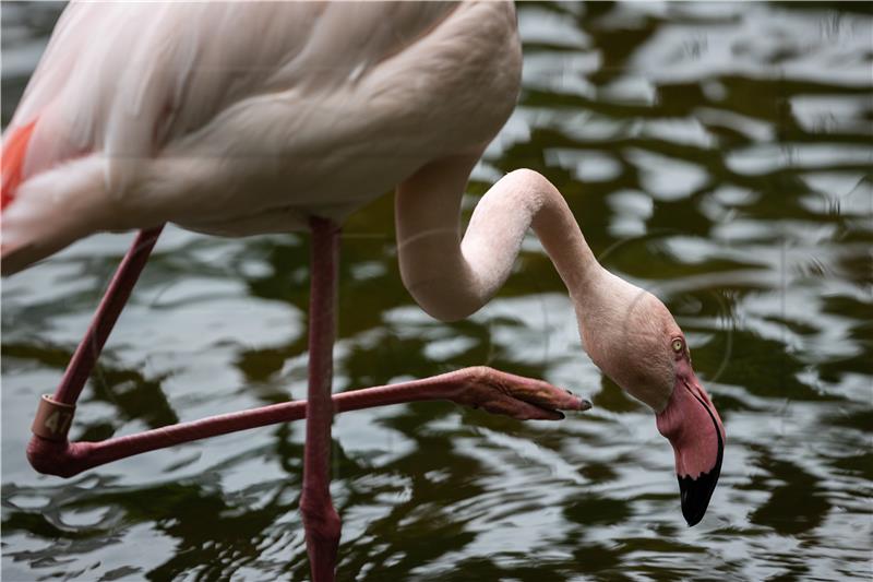 CHINA HONG KONG KOWLOON PARK BIRDS