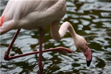 CHINA HONG KONG KOWLOON PARK BIRDS