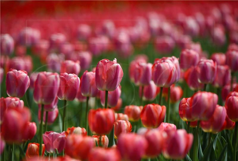 INDIA KASHMIR TULIP FLOWERS