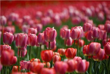 INDIA KASHMIR TULIP FLOWERS