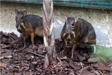 POLAND ANIMALS